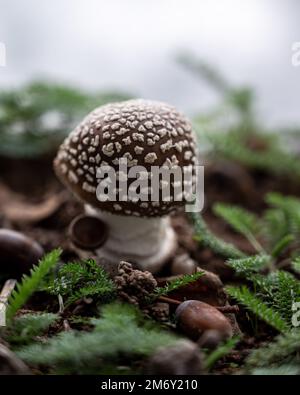 Amanita Pantherina (Amanite panthère). Pilzweiß und braun. Stockfoto