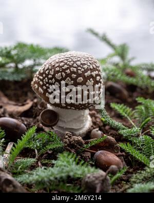 Amanita Pantherina (Amanite panthère). Pilzweiß und braun. Stockfoto