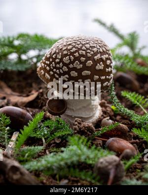 Amanita Pantherina (Amanite panthère). Pilzweiß und braun. Stockfoto