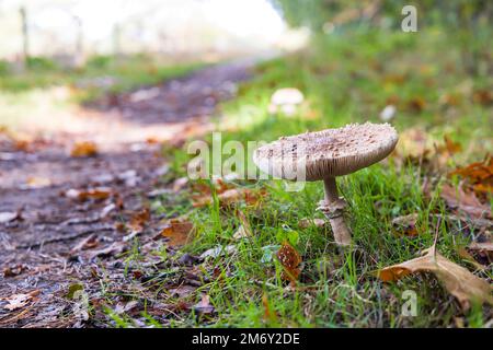 Pilzverschlüsse von Sonnenschirmpilzen auf Waldwegen während der Herbstsaison Stockfoto