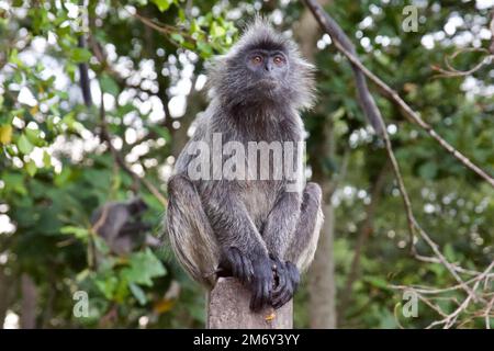 Silberblättriger Affe oder silberne Lutung (Trachypithecus cristatus) in Malaysia Stockfoto