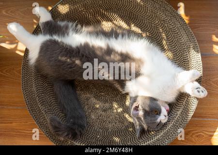 Eine süße Kurzhaarkatze, die auf dem Balkon ein Sonnenbad nimmt Stockfoto