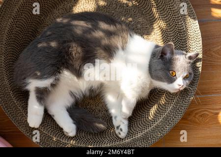 Eine süße Kurzhaarkatze, die auf dem Balkon ein Sonnenbad nimmt Stockfoto