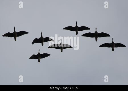 Pink-Footed Goose (Anser barchyrhynchus) Herde fliegt in der Silhouette Norfolk UK GB Oktober 2022 Stockfoto