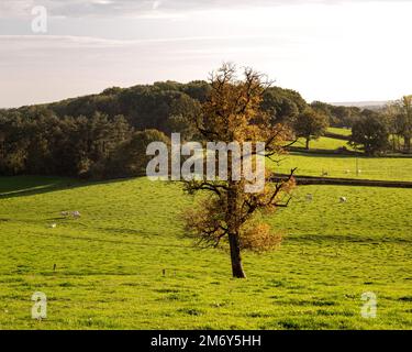 Wundervolle Landschaftsfotografie in Frankreich. Landschaftsfoto in Burgund. Landschaftsfoto im Nievre. Wiese mit Kirche und Sonne. 58 in Frankreich. Stockfoto