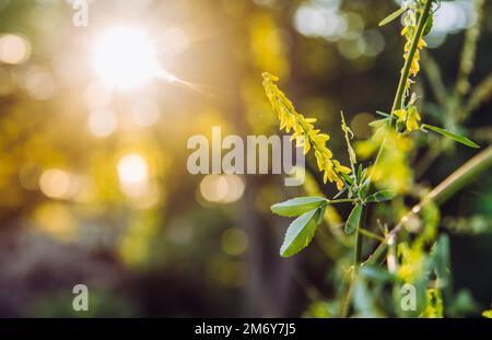Selektiver Fokus auf Blütenmelilotus officinalis, bekannt als süßer Gelbklee, gelber Melilot, Rippenmelilot oder gewöhnlicher Melilot. Sonniger Sommerabend. Stockfoto
