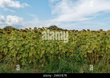 Getrocknete reife Sonnenblumen auf einem Sonnenblumenfeld in Erwartung der Ernte. Toskana, Italien Stockfoto