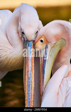 Zwei große weiße Pelikane (Pelecanus onocrotalus) Zärtlichkeit bei Sonnenuntergang Stockfoto