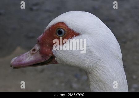 Gans in einem Mollo Parc in catalunya spanien Stockfoto