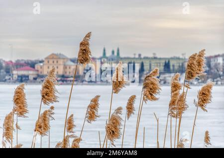 Trockene Schilfknoten am Ufer eines Sees in der Stadt Stockfoto