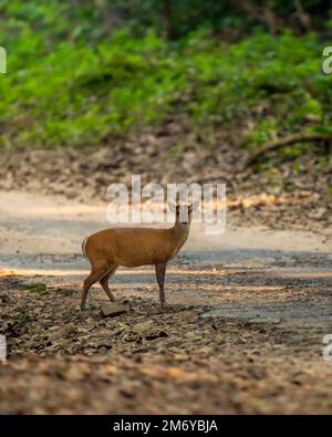 Nebenprofil bellender Hirsche Muntjac oder indischer Muntjac oder roter Muntjac oder Muntiacus muntjak ein Geweih während der Outdoor Dschungel Wildlife Safari in dhikala Stockfoto