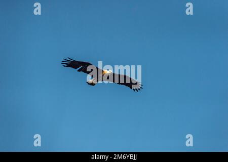 Haliaeetus leucoryphus oder Pallas-Fischadler oder Seeadler oder Bandschwanzadler mit voller Flügelspanne, die hoch oben am blauen Himmel in dhikala fliegen Stockfoto