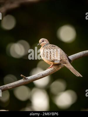 Flecktaube oder Spilopelia chinensis, Nahaufnahme oder Porträt im Bokeh-Hintergrund im Panna-Nationalpark madhya pradesh indien asien Stockfoto