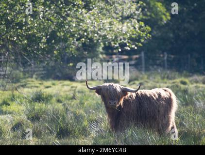 Highland Cow auf der Weide, Hintergrundbeleuchtung im Sonnenschein an einem Sommerabend. Stockfoto