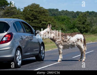 Esel auf der Straße mit Auto. Verkehrsgefahr. Frei umherstreifende Tiere auf der Straße. Stockfoto