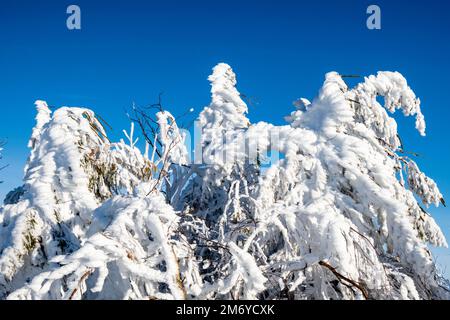 Äste eines Baumes, komplett bedeckt mit Heufrost an einem sonnigen Tag in den Ore Mountains. Stockfoto