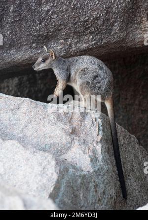 Allied Rock Wallaby Petrogale assimilis Magnetic Island Queensland auf Felsen. Stockfoto
