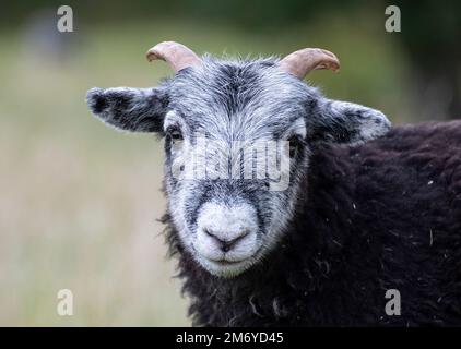 Herdwick Sheep Black and Grey Lamb change color with age. Stockfoto