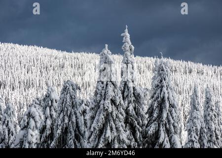 Winterlandschaft mit Bäumen und Schnee an einem bewölkten Tag im Isergebirge. Stockfoto