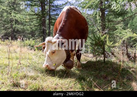 Eine bezaubernde Kuh mit brauner Haut und weißen Wimpern mit großer Metallglocke auf einem breiten Lederriemen um ihren Hals knabbert auf einer Bergwiese Stockfoto