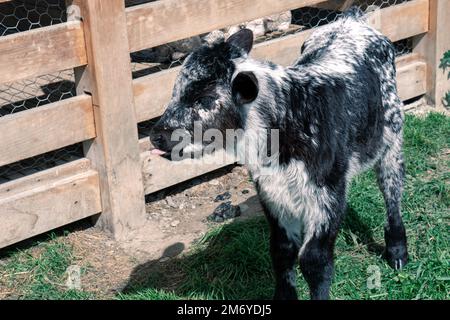 Süße Kuh im Walter Peak Queenstown Stockfoto