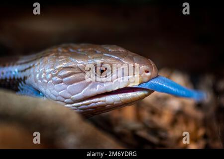 Nahaufnahme des Kopfes einer östlichen Blauzungenechse (Tiliqua scincoides) mit vorstehender Zunge. Stockfoto