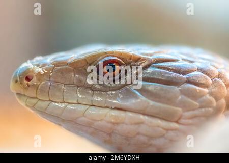 Nahaufnahme des Kopfes der östlichen Blauzungenechse (Tiliqua scincoides). Stockfoto