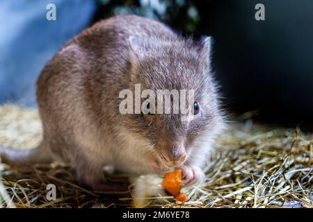 Nahaufnahme des Gesichts von Rufus bettong alias Woylie (Aepyprymnus rufescens) Stockfoto