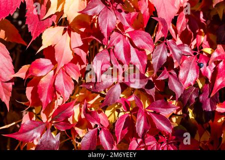 Farbenfrohe rote Blätter einer Rebpflanze, die im Herbst auf einer Steinmauer wächst. Stockfoto