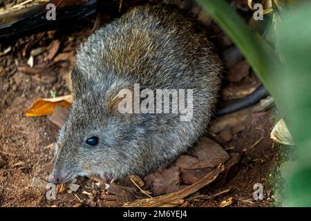 Langnasenpotoroo (Potoröser Tridactylus) Stockfoto