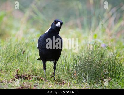 Australische Magpie Gymnorhina tibicen auf Augenhöhe im Gras. New South Wales Freut Sich Stockfoto