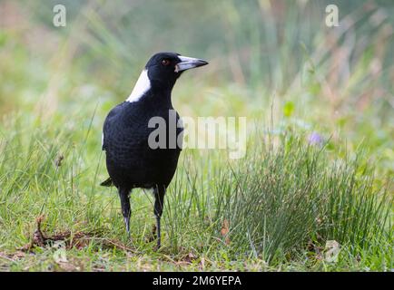 Australische Magpie Gymnorhina tibicen auf Augenhöhe im Gras. New South Wales schaut seitwärts Stockfoto