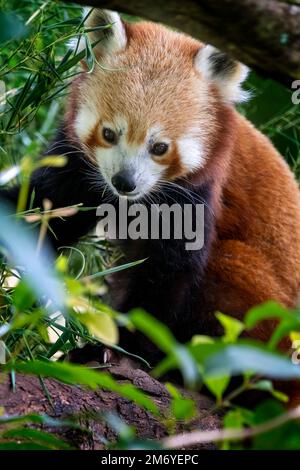 Roter Panda (Ailurus fulgens) im Baum. Stockfoto