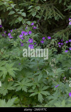 Wald-Storchschnabel, Waldstorchschnabel, Geranium sylvaticum, Holzschnabelbaum, Waldgeranium, Le Géranium des bois Stockfoto