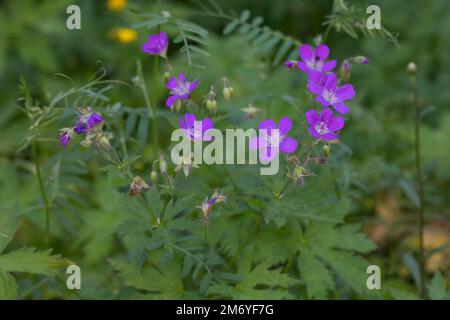 Wald-Storchschnabel, Waldstorchschnabel, Geranium sylvaticum, Holzschnabelbaum, Waldgeranium, Le Géranium des bois Stockfoto