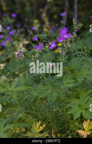 Wald-Storchschnabel, Waldstorchschnabel, Geranium sylvaticum, Holzschnabelbaum, Waldgeranium, Le Géranium des bois Stockfoto