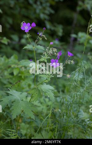 Wald-Storchschnabel, Waldstorchschnabel, Geranium sylvaticum, Holzschnabelbaum, Waldgeranium, Le Géranium des bois Stockfoto