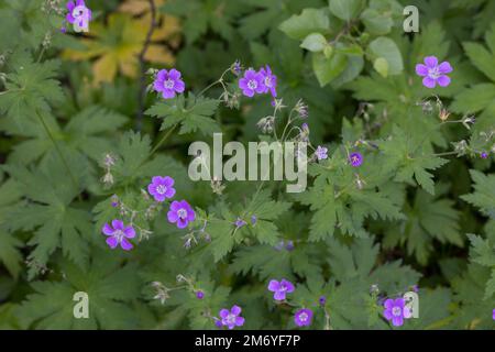 Wald-Storchschnabel, Waldstorchschnabel, Geranium sylvaticum, Holzschnabelbaum, Waldgeranium, Le Géranium des bois Stockfoto