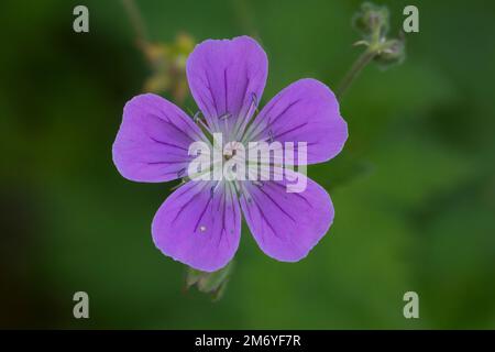 Wald-Storchschnabel, Waldstorchschnabel, Geranium sylvaticum, Holzschnabelbaum, Waldgeranium, Le Géranium des bois Stockfoto