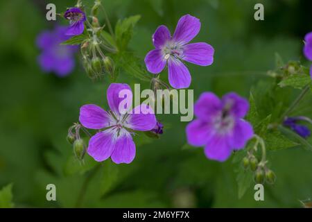 Wald-Storchschnabel, Waldstorchschnabel, Geranium sylvaticum, Holzschnabelbaum, Waldgeranium, Le Géranium des bois Stockfoto