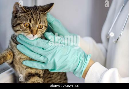 Arzt Tierarzt hielt Tabby gestreifte junge weibliche Katze Kätzchen in Armen Stethoskop am Hals. Ängstliche, weit offene Augen, Pussycat sitzt auf Fensterbank und Händen Stockfoto