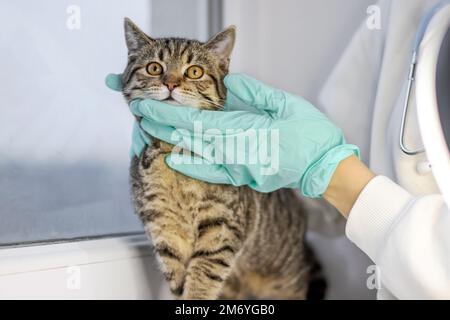 Arzt Tierarzt hielt Tabby gestreifte junge weibliche Katze Kätzchen in Armen Stethoskop am Hals. Ängstliche, weit offene Augen, Pussycat sitzt auf Fensterbank und Händen Stockfoto