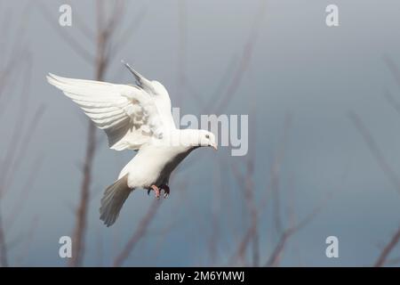 Die weiße Taube fliegt gegen den stürmischen Himmel, im Frühling Stockfoto