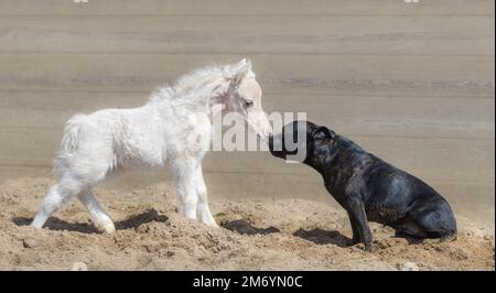 Das erste Treffen mit Staffordshire Bull Terrier Hund und wunderschönem amerikanischem Miniatur-Creme Fohlen. Fohlen ist ein Geburtsmonat. Konzept zur Kommunikation von d Stockfoto