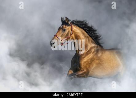 Helles andalusisches Pferd in Halterungen in leichtem Rauch mit Platz für Text. Stockfoto