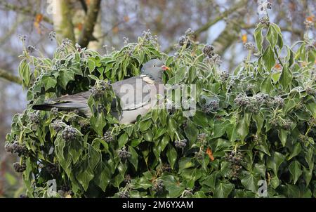 Die Taube aus gemeinem Holz auf Frosted Ivy Stockfoto