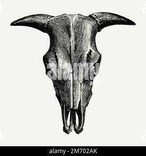 Vintage europäischen Stil Tierknochen Vektor Stock Vektor