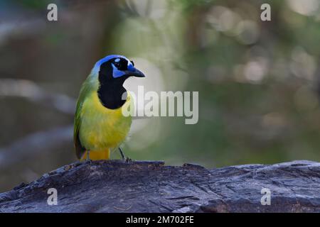 Der grüne jay (Cyanocorax luxuosus), hoch oben in einem von der Sonne beleuchteten Baum. Stockfoto