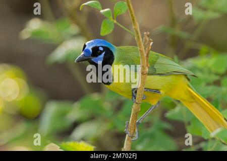 Der grüne jay (Cyanocorax luxuosus), hoch oben in einem von der Sonne beleuchteten Baum. Stockfoto