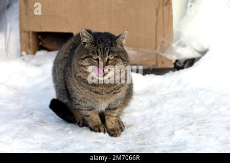 Tabby-Katze leckt sich die Lippen, während sie auf der Winterstraße auf dem Schnee sitzt Stockfoto